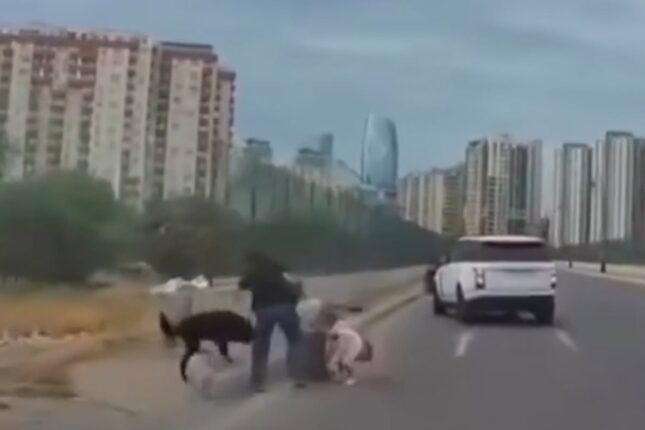 Bakıda sahibsiz it uşaqlı qadına hücum etdi – Video Bakıda sahibsiz it uşaqlı qadına hücum etdi – Video