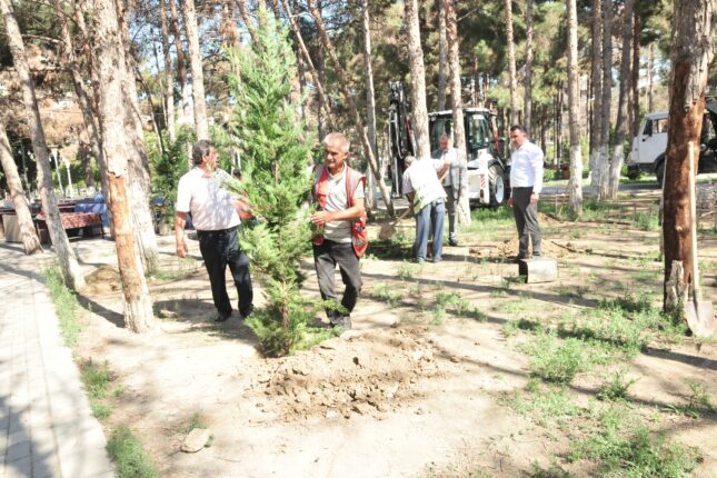 Abşeronda qurumuş ağacların yerinə yeni tinglər əkilir – Fotolar Abşeronda qurumuş ağacların yerinə yeni tinglər əkilir – Fotolar