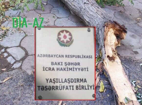 Yaşıllaşdırma birliyi ağacları məhv edir? – Növbəti nöqsan Yaşıllaşdırma birliyi ağacları məhv edir? – Növbəti nöqsan