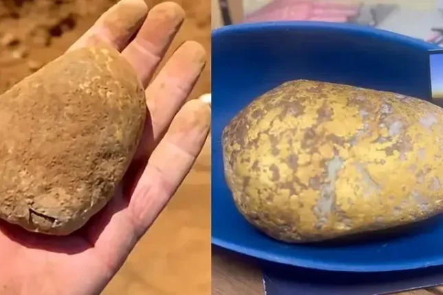 Kartof sandı, sərvət çıxdı: Torpağın altından 1,2 kiloqramlıq qızıl tapdı Kartof sandı, sərvət çıxdı: Torpağın altından 1,2 kiloqramlıq qızıl tapdı